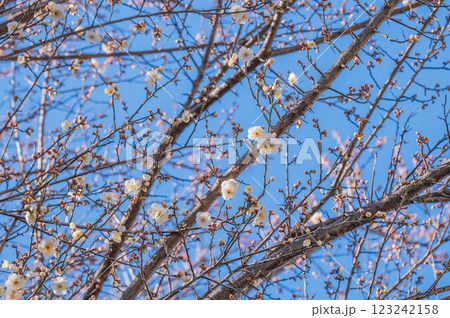 青空に映える白い梅の花 青空に映える白い梅の花 123242158