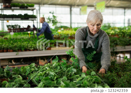 Mature woman taking care of plants in floral shop Mature woman taking care of plants in floral shop 123242359