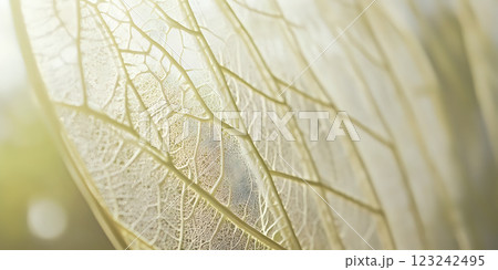 Macro nature textures of intricate leaf veins softly glowing in light Macro nature textures of intricate leaf veins softly glowing in light 123242495