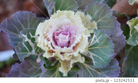 冬の花壇に咲くハボタン 123242511
