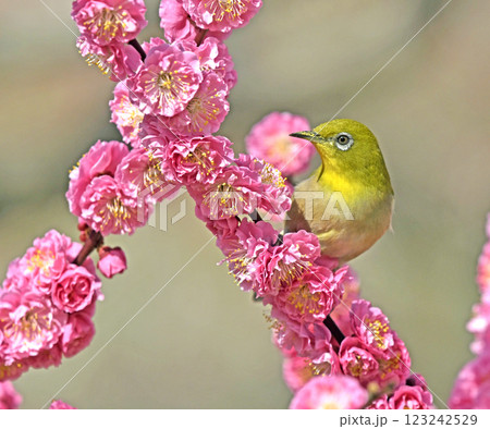 満開の紅梅にメジロさん ( 春イメージ )( ほのぼのイメージ ) 満開の紅梅にメジロさん ( 春イメージ )( ほのぼのイメージ ) 123242529