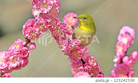 満開の紅梅にメジロさん （ 春イメージ ）（ ほのぼのイメージ ） 123242530