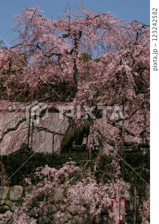 春と桜と白壁 123242582