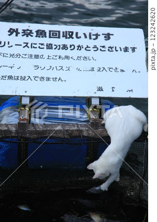 リーリース禁止 123242620