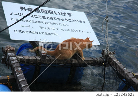 見守り猫 見守り猫 123242625