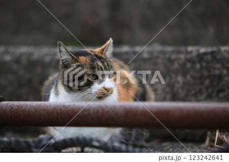たたずむ三毛猫 123242641