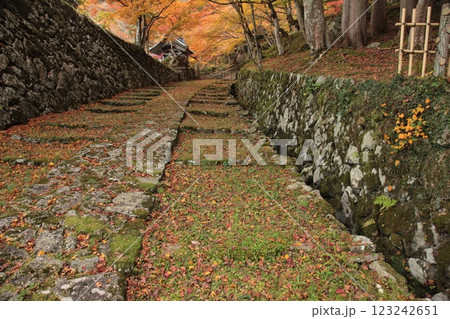落ち葉と道 落ち葉と道 123242651