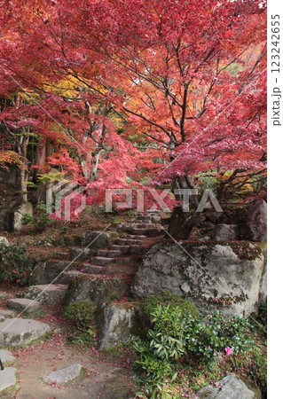 紅葉真盛り 紅葉真盛り 123242655