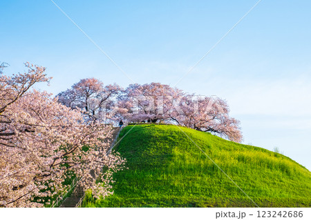 丸墓山古墳の桜（さきたま古墳公園） 123242686