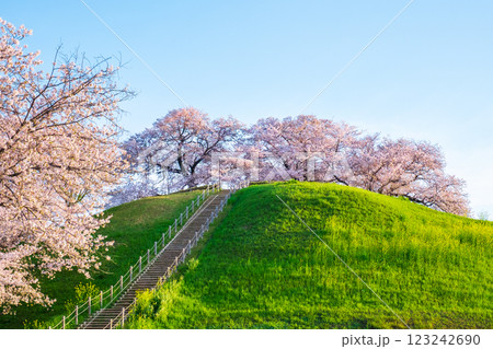 丸墓山古墳の桜(さきたま古墳公園) 丸墓山古墳の桜(さきたま古墳公園) 123242690