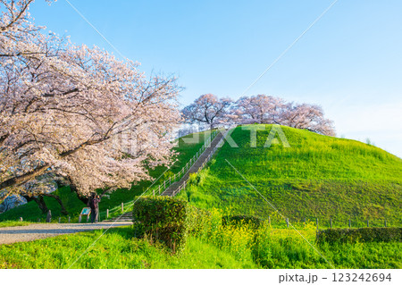 丸墓山古墳の桜（さきたま古墳公園） 123242694