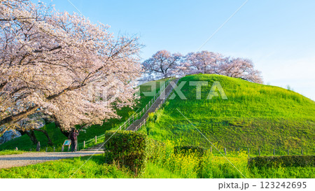 丸墓山古墳の桜(さきたま古墳公園) 丸墓山古墳の桜(さきたま古墳公園) 123242695