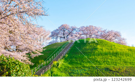 丸墓山古墳の桜（さきたま古墳公園） 123242699
