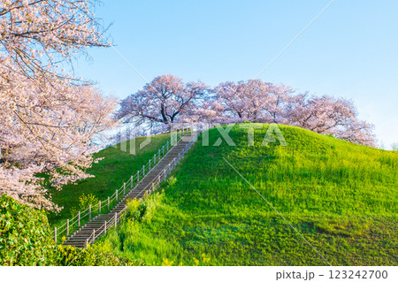丸墓山古墳の桜（さきたま古墳公園） 123242700