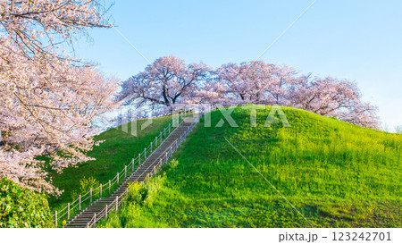 丸墓山古墳の桜（さきたま古墳公園） 123242701