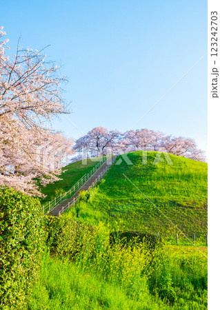 丸墓山古墳の桜(さきたま古墳公園) 丸墓山古墳の桜(さきたま古墳公園) 123242703