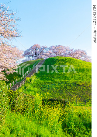 丸墓山古墳の桜（さきたま古墳公園） 123242704