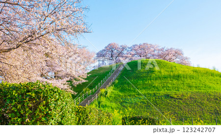 丸墓山古墳の桜（さきたま古墳公園） 123242707