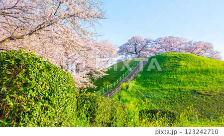 丸墓山古墳の桜(さきたま古墳公園) 丸墓山古墳の桜(さきたま古墳公園) 123242710