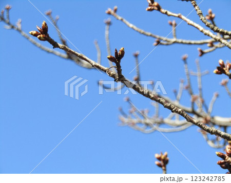 駅前の河津桜の蕾はまだ固い 123242785