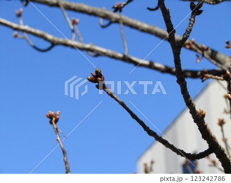 駅前の河津桜の蕾はまだ固い 123242786