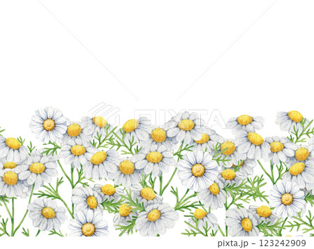 Chamomile herb watercolor illustration seamless border. Hand drawn matricaria plant with leaves and flowers. Chamomile medicinal healthy plant with flowers, leaves seamless border on white background Chamomile herb watercolor illustration seamless border. Hand drawn matricaria plant with leaves and flowers. Chamomile medicinal healthy plant with flowers, leaves seamless border on white background 123242909