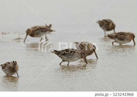 生き物　野鳥　タシギ、渡りの途中？初冬の石垣島、真昼間の開けた田んぼで四十羽ほどの群れが採餌中 123242966