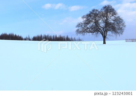北海道の冬 雪の畑に立つハルニレの木 雪が多め 北海道の冬 雪の畑に立つハルニレの木 雪が多め 123243001