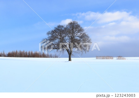 北海道の冬 雪の畑に立つハルニレの木 木が真ん中 北海道の冬 雪の畑に立つハルニレの木 木が真ん中 123243003