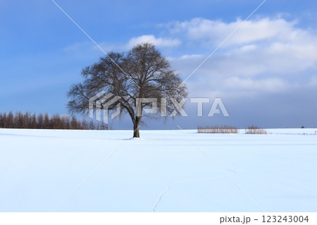 北海道の冬 雪の畑に立つハルニレの木 木が真ん中 北海道の冬 雪の畑に立つハルニレの木 木が真ん中 123243004