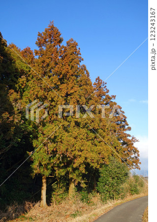 【花粉症イメージ素材】花粉飛散直前の杉の木 123243167