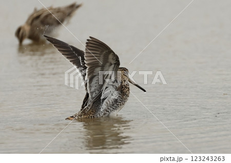 生き物 野鳥 タシギ、翼を広げる。次列風切りの先や下雨覆いの白が識別点の一つ 生き物 野鳥 タシギ、翼を広げる。次列風切りの先や下雨覆いの白が識別点の一つ 123243263