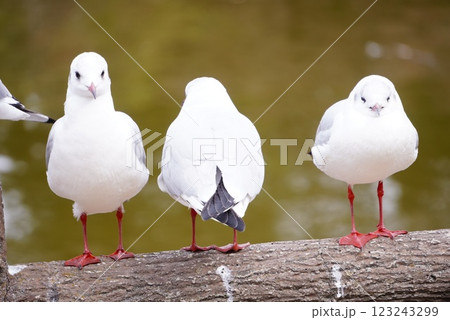 3羽のカモメ 123243299