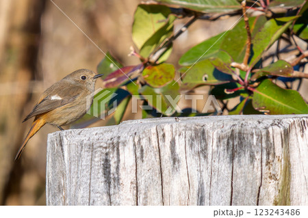 地面を歩くジョウビタキのメス 123243486
