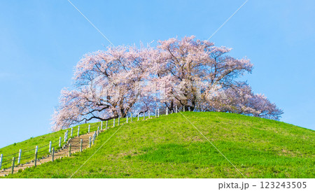 丸墓山古墳の桜（さきたま古墳公園） 123243505