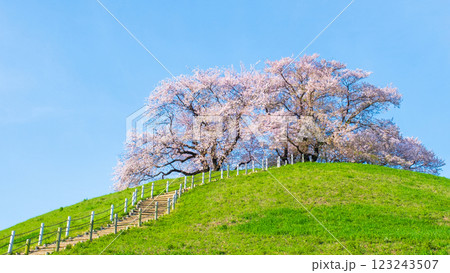 丸墓山古墳の桜（さきたま古墳公園） 123243507