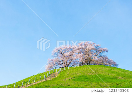 丸墓山古墳の桜（さきたま古墳公園） 123243508