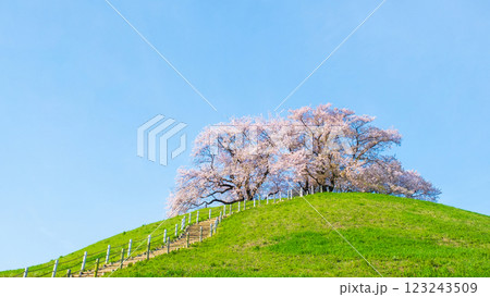 丸墓山古墳の桜(さきたま古墳公園) 丸墓山古墳の桜(さきたま古墳公園) 123243509