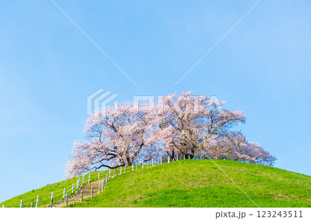 丸墓山古墳の桜（さきたま古墳公園） 123243511