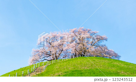 丸墓山古墳の桜（さきたま古墳公園） 123243512