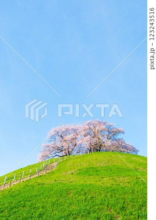 丸墓山古墳の桜(さきたま古墳公園) 丸墓山古墳の桜(さきたま古墳公園) 123243516