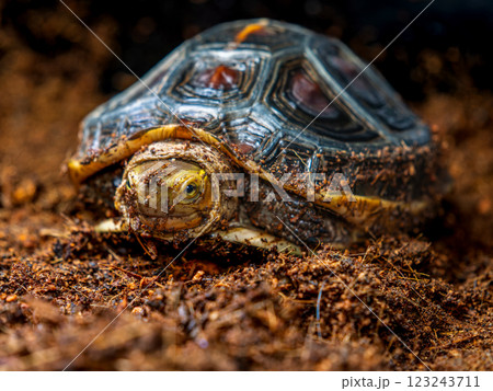 セマルハコガメのアップ 123243711