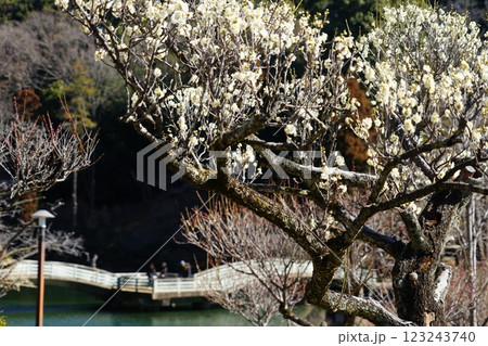 東京都町田市の薬師池公園の梅の風景 東京都町田市の薬師池公園の梅の風景 123243740