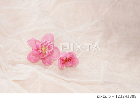Cherry blossom with bright white background. sign of spring. Cherry blossom with bright white background. sign of spring. 123243889