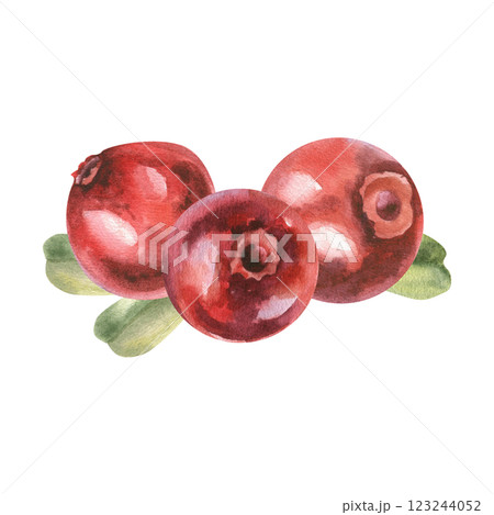 Cowberries with green leaves watercolor arrangement. hand drawn cranberry illustration clipart, fresh organic forest berries , healthy vitamin food drawing for medicine,product packing, label, logo 123244052