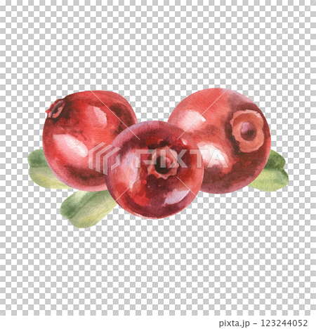Cowberries with green leaves watercolor arrangement. hand drawn cranberry illustration clipart, fresh organic forest berries , healthy vitamin food drawing for medicine,product packing, label, logo 123244052