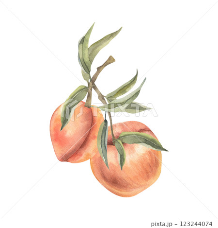 Orange peach branch with leaves watercolor illustration. Isolated exotic fruits clipart, apricot painting, botanical food for product packing,wallpaper, seasonal menu design Orange peach branch with leaves watercolor illustration. Isolated exotic fruits clipart, apricot painting, botanical food for product packing,wallpaper, seasonal menu design 123244074