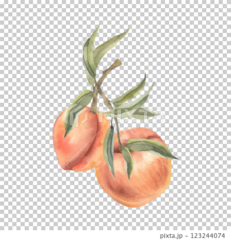 Orange peach branch with leaves watercolor illustration. Isolated exotic fruits clipart, apricot painting, botanical food for product packing,wallpaper, seasonal menu design Orange peach branch with leaves watercolor illustration. Isolated exotic fruits clipart, apricot painting, botanical food for product packing,wallpaper, seasonal menu design 123244074