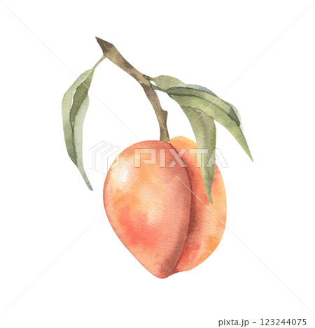 Peach fruit on branch with leaves watercolor illustration. Hand drawn fresh fruit clipart, apricot ripe painting for fresh market, menu, product packing design Peach fruit on branch with leaves watercolor illustration. Hand drawn fresh fruit clipart, apricot ripe painting for fresh market, menu, product packing design 123244075