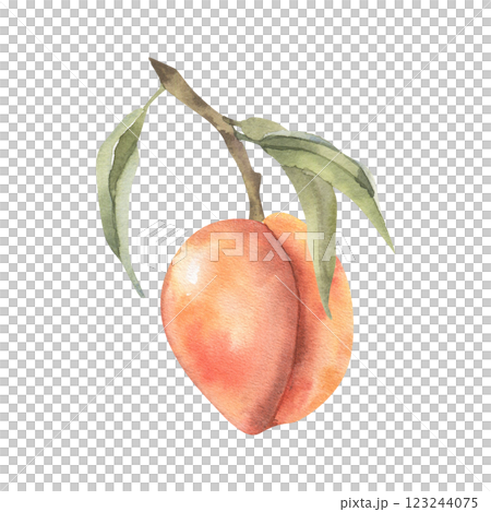 Peach fruit on branch with leaves watercolor illustration. Hand drawn fresh fruit clipart, apricot ripe painting for fresh market, menu, product packing design Peach fruit on branch with leaves watercolor illustration. Hand drawn fresh fruit clipart, apricot ripe painting for fresh market, menu, product packing design 123244075
